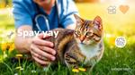 Affordable Spay Services for Stray Cats TX