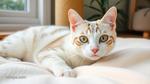 All You Need to Know about White Tabby Cats