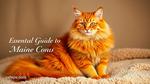 Essential Guide to Orange Maine Coons Cats