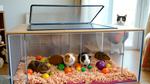 Guinea Pig Enclosure with Cat-Proof Lid