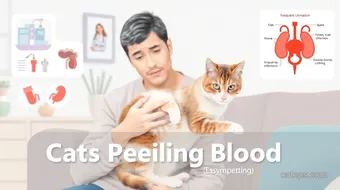 Understanding Why Your Cat is Peeing Blood