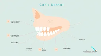 Understanding Your Cat Dental Chart for Healthy Teeth